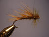 Picture of Valentine Sedge